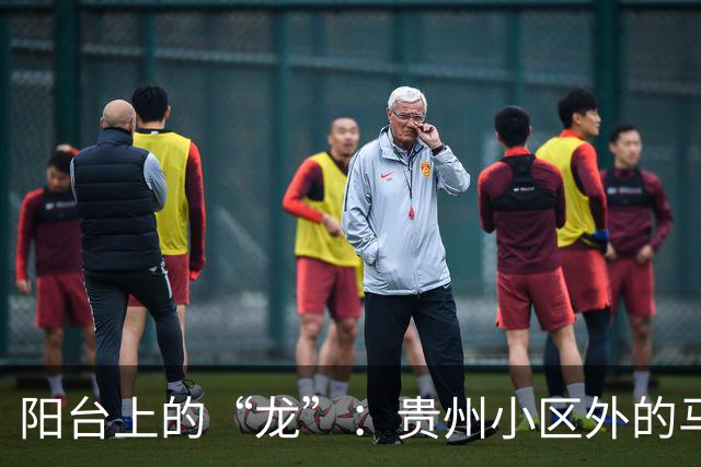 阳台上的“龙”：贵州小区外的马蜂窝奇观